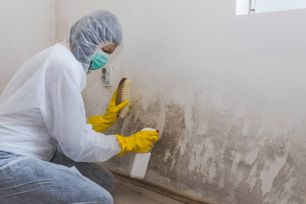 Professional Mold Removal & Remediation in Fillmore, UT